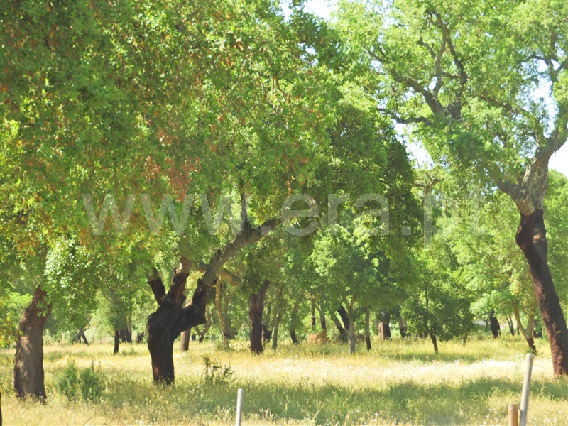 Herdade  Salvaterra de Magos, Foros de Salvaterra - 1483867 - 10