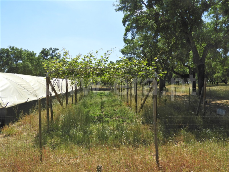 Herdade  Salvaterra de Magos, Foros de Salvaterra - 1483867 - 17