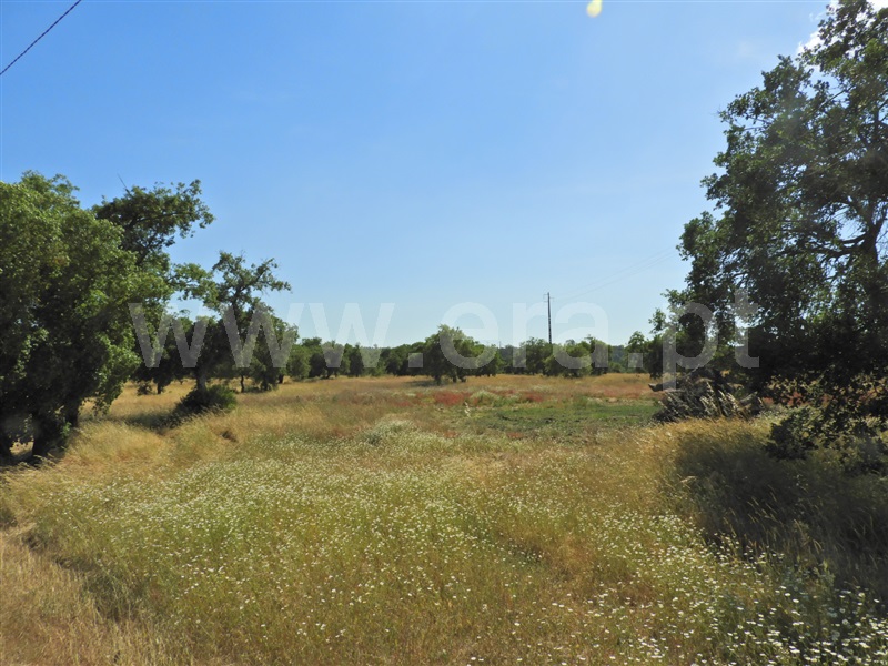 Herdade  Salvaterra de Magos, Foros de Salvaterra - 1483867 - 19