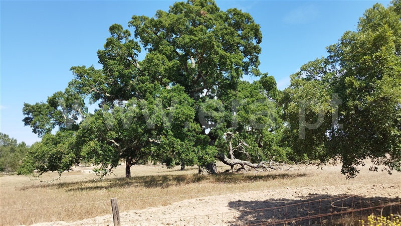 Herdade  Santiago do Cacém, São Domingos e Vale de Água - 1391944 - 43
