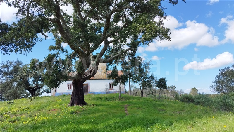 Herdade  Santiago do Cacém, São Francisco da Serra - 1468851 - 11