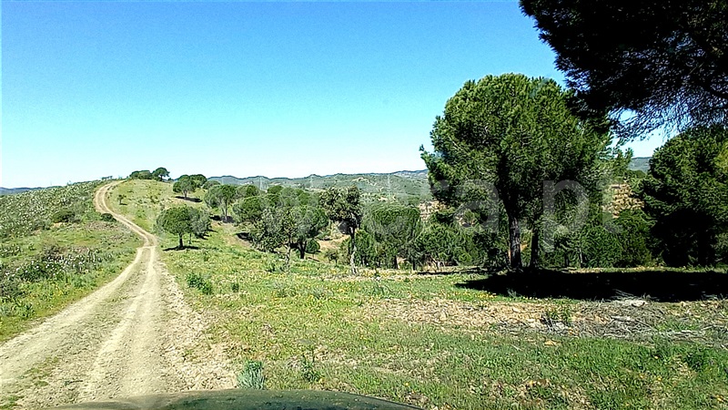 Herdade  Silves, São Bartolomeu de Messines - 1317128 - 6