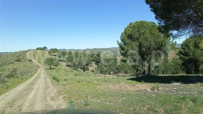 Herdade  Silves, São Bartolomeu de Messines - 1317128 - 7