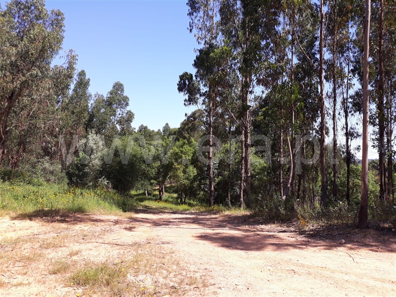 Herdade  Sines - 1032230 - 5