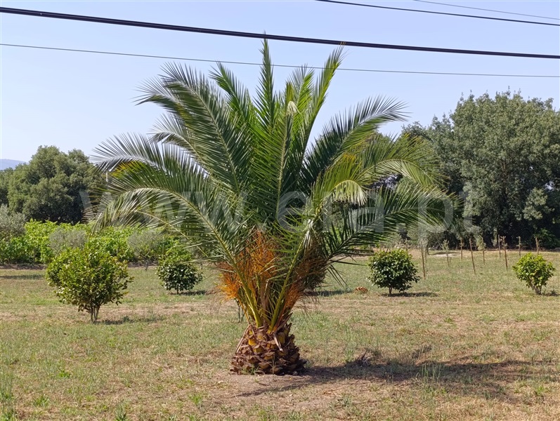 Herdade T1 Fornos de Algodres - 1492245 - 12
