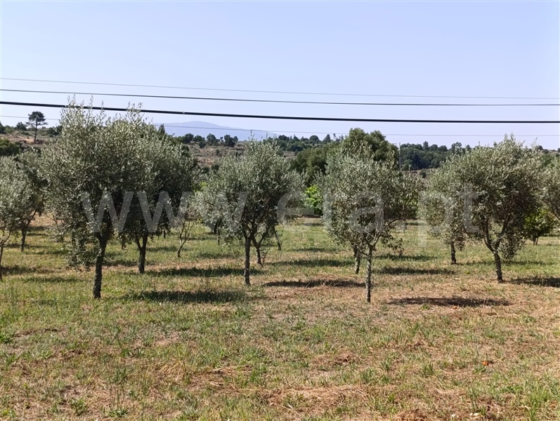 Herdade T1 Fornos de Algodres - 1492245 - 13
