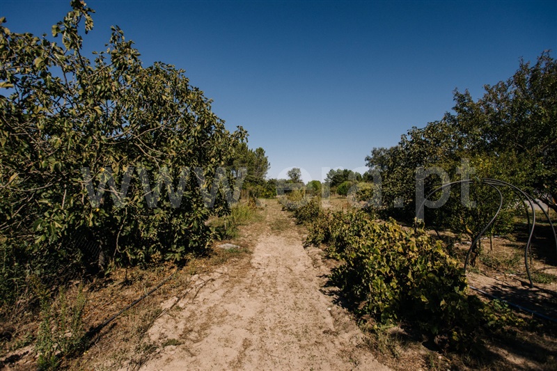 Herdade T4 Coruche, Coruche - 1504688 - 7