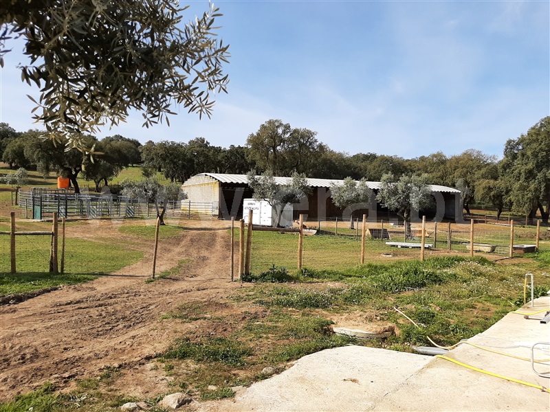 Herdade T5 Montemor-o-Novo, Nossa Senhora da Vila, Nossa Senhora do Bispo e Silveiras - 1163234 - 2