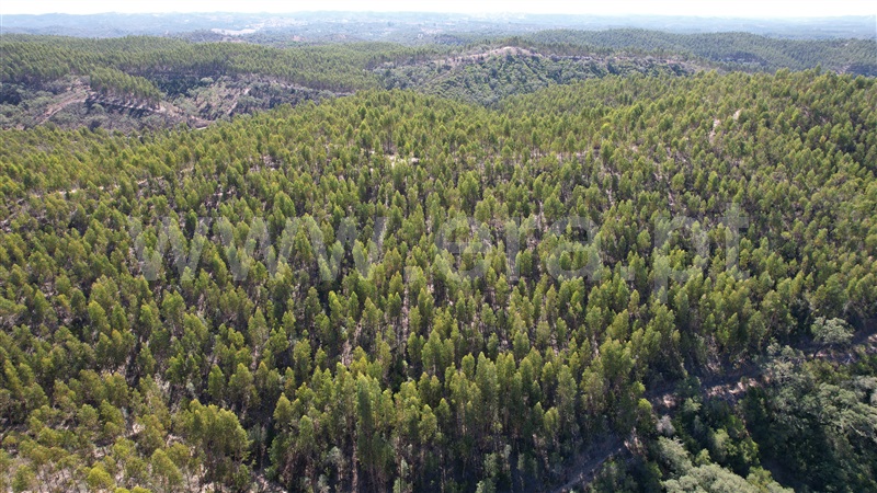 Herdade T5 Odemira, Relíquias - 1357816 - 16