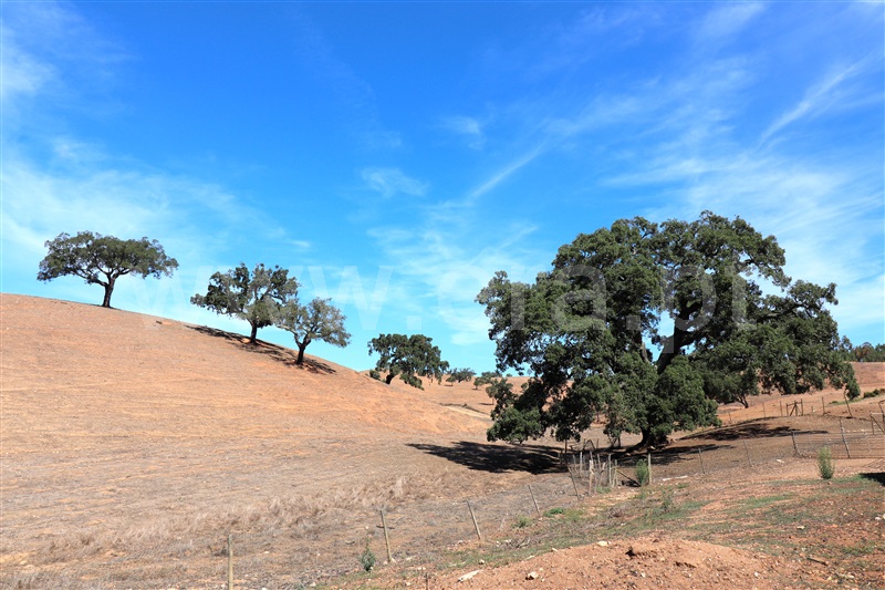 Herdade T5 Odemira, Relíquias - 1357816 - 49