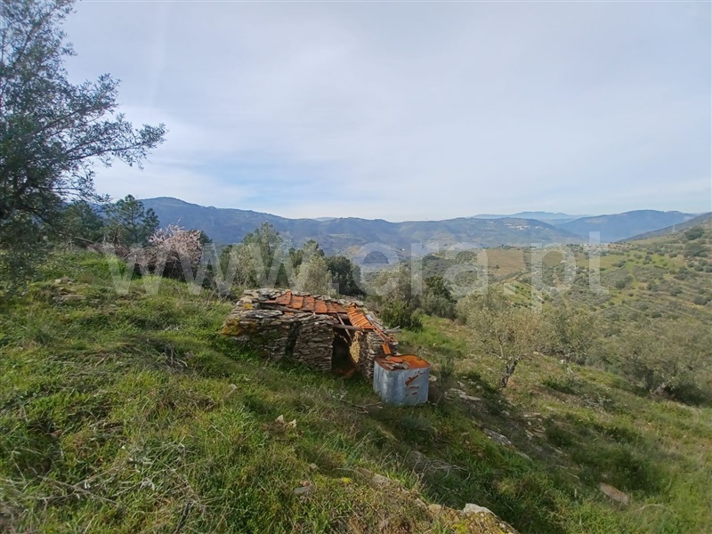 Herdade  Tabuaço, Barcos e Santa Leocádia - 1390080 - 15
