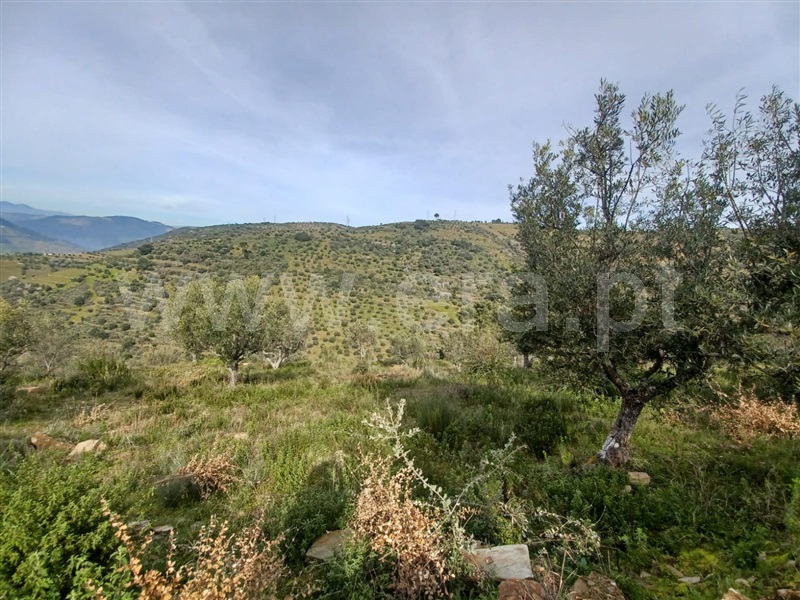 Herdade  Tabuaço, Barcos e Santa Leocádia - 1390080 - 18