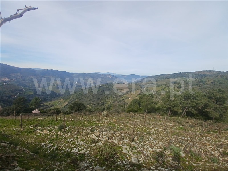 Herdade  Tabuaço, Barcos e Santa Leocádia - 1390080 - 19