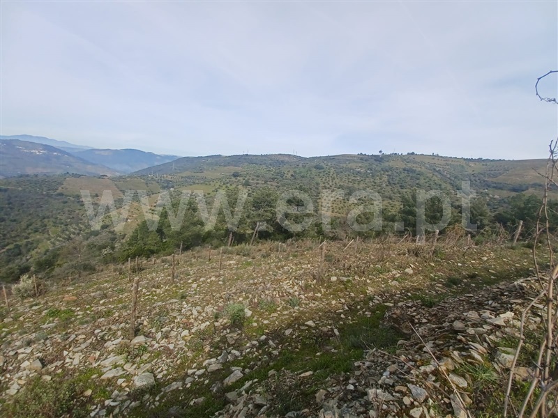 Herdade  Tabuaço, Barcos e Santa Leocádia - 1390080 - 21