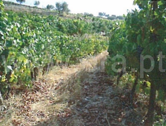 Herdade  Tabuaço, Barcos e Santa Leocádia - 1390080 - 21