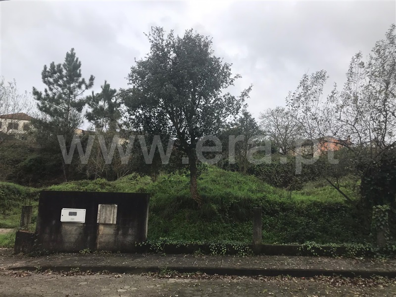 Lote / Albergaria-a-Velha, Ameal