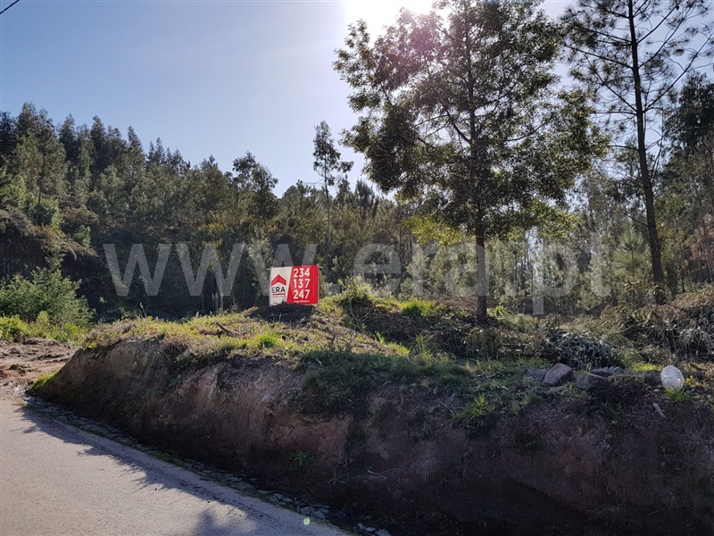 Lote / Albergaria-a-Velha, Frossos