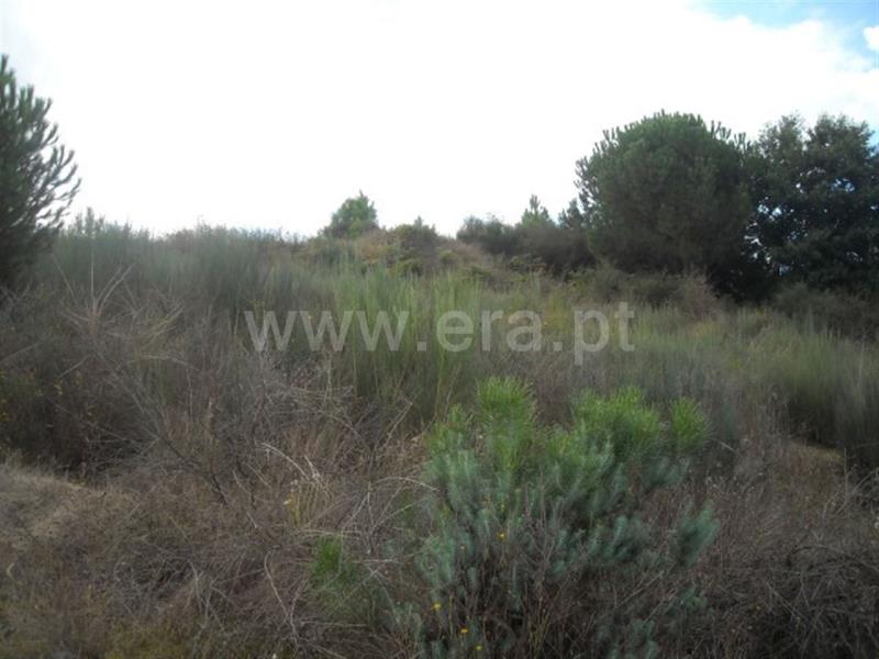 Lote  Amarante, Lomba - 597952 - 2