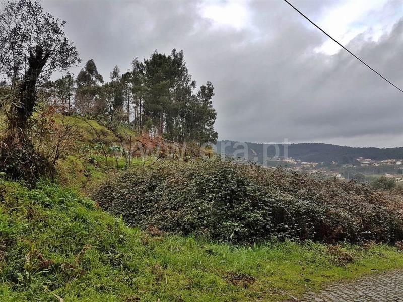 Lote / Amarante, Telões