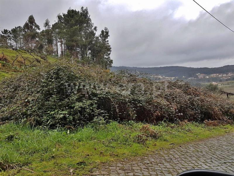Lote  Amarante, - 811689 - 2
