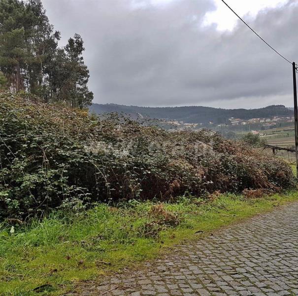 Lote  Amarante, - 811689 - 3
