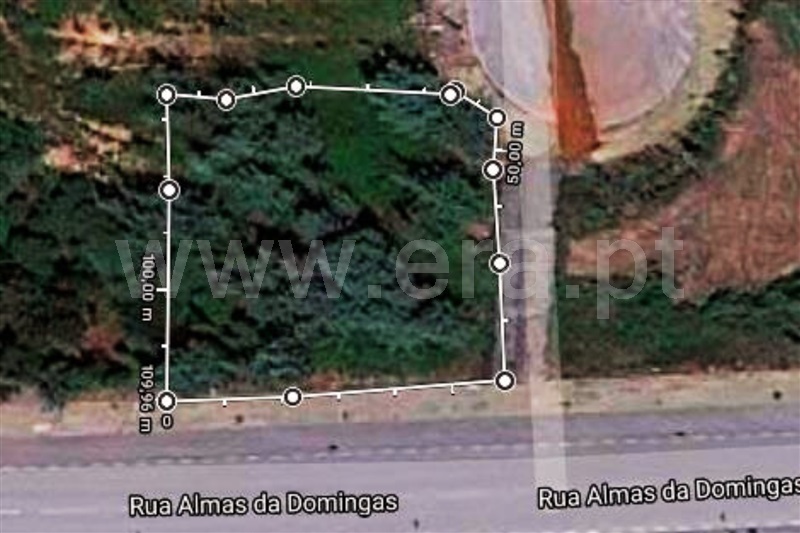 Lote / Anadia, Moita
