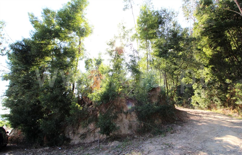 Lote / Barcelos, Carapeços