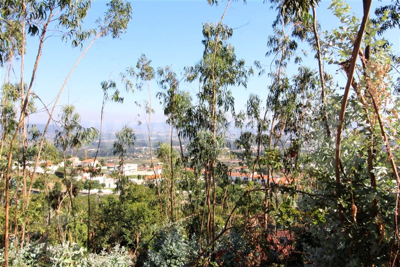 Lote  Barcelos, Carapeços - 943581 - 7