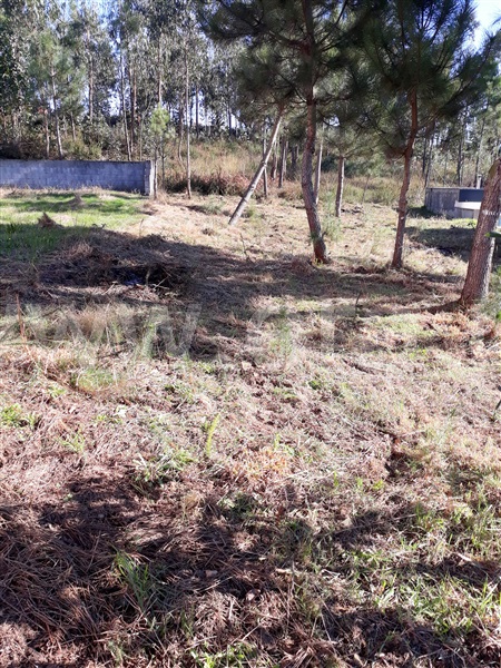 Lote / Barcelos, Cristelo