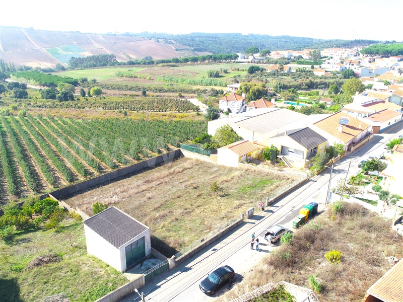 Lote / Bombarral, Roliça