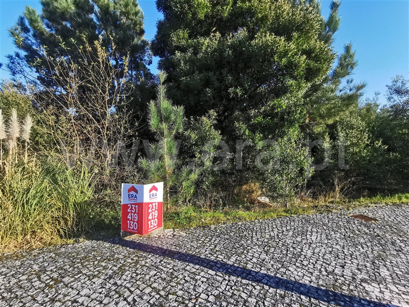 Lote / Cantanhede, Ançã