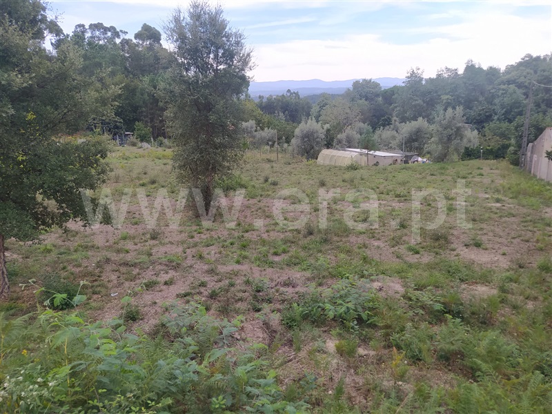 Lote / Carregal do Sal, Currelos, Papízios e Sobral