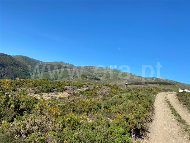 Lote  Cinfães, Nespereira - 1324277 - 2