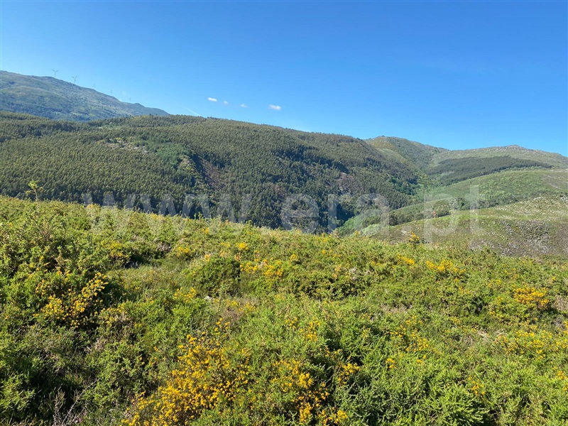Lote  Cinfães, Nespereira - 1324277 - 3