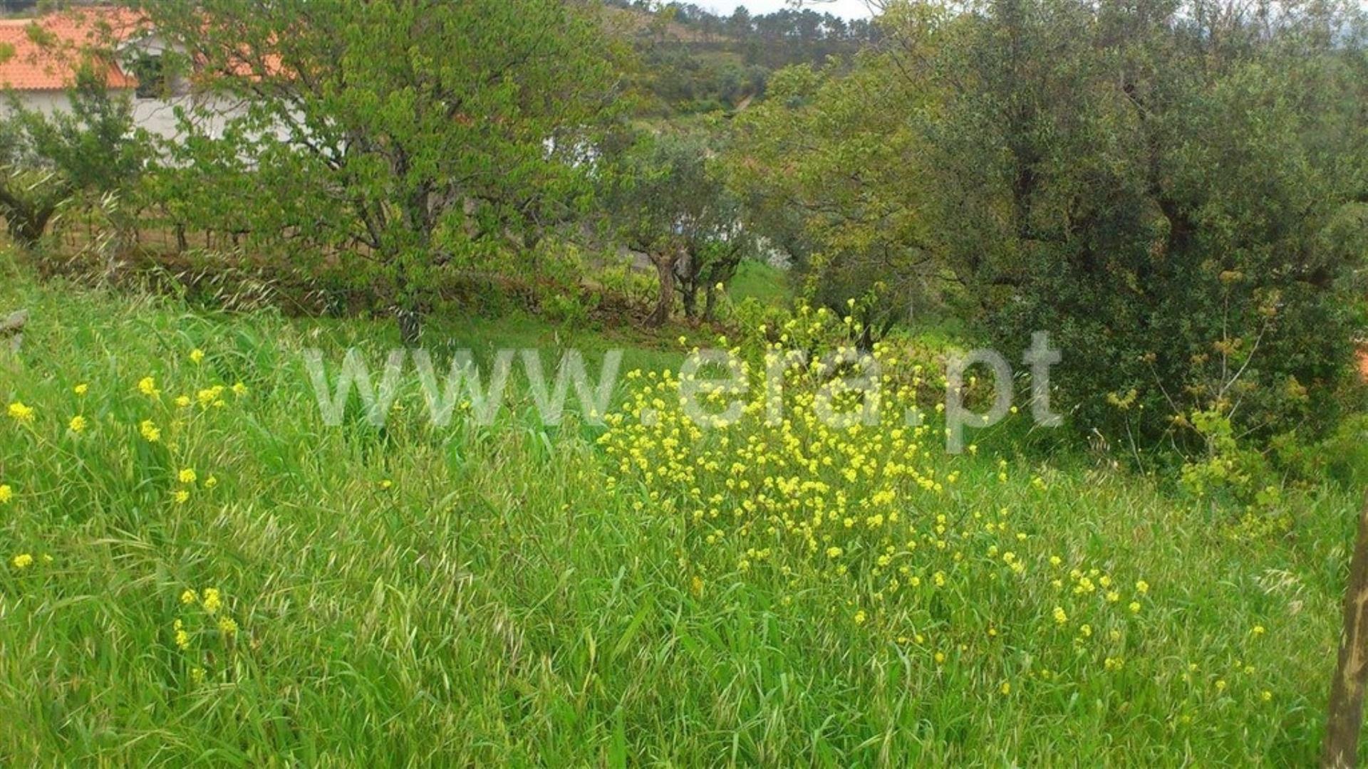 Terreno em Coimbra