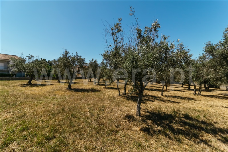 Lote  Covilhã, Dominguiso - 589685 - 4