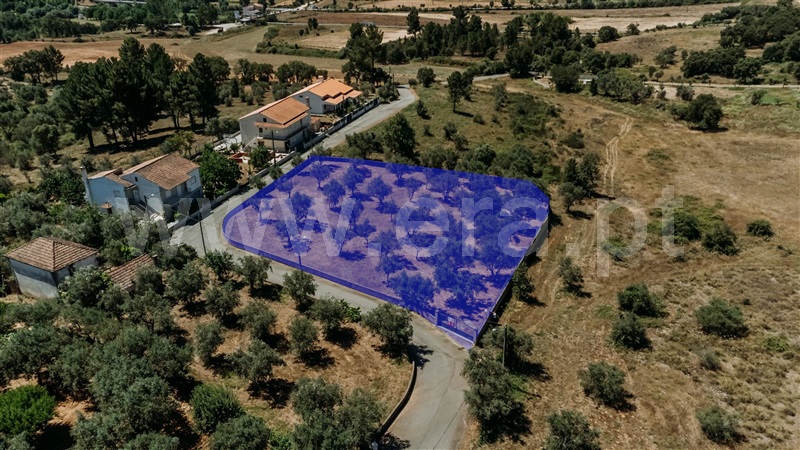 Lote / Covilhã, Dominguiso