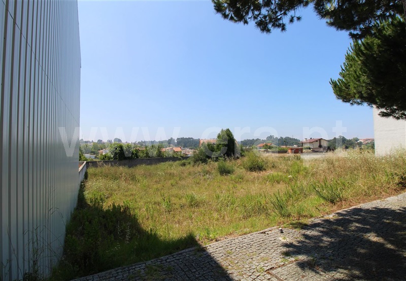 Lote / Espinho, Anta I - Lagarta