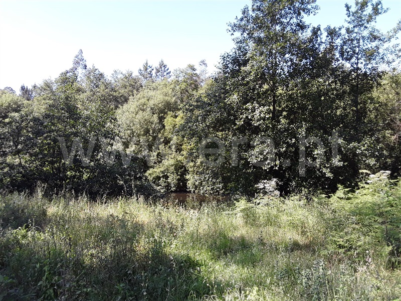 Lote  Esposende, Forjães - 1251824 - 5