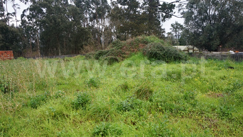 Lote / Esposende, Forjães