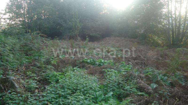 Lote  Fafe, Agrela e Serafão - 690083 - 6