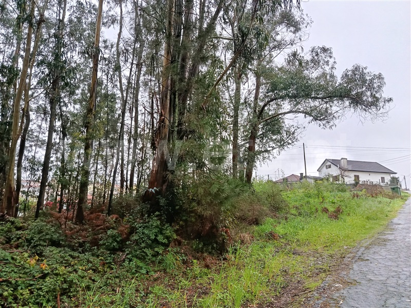 Lote / Felgueiras, Macieira da Lixa e Caramos