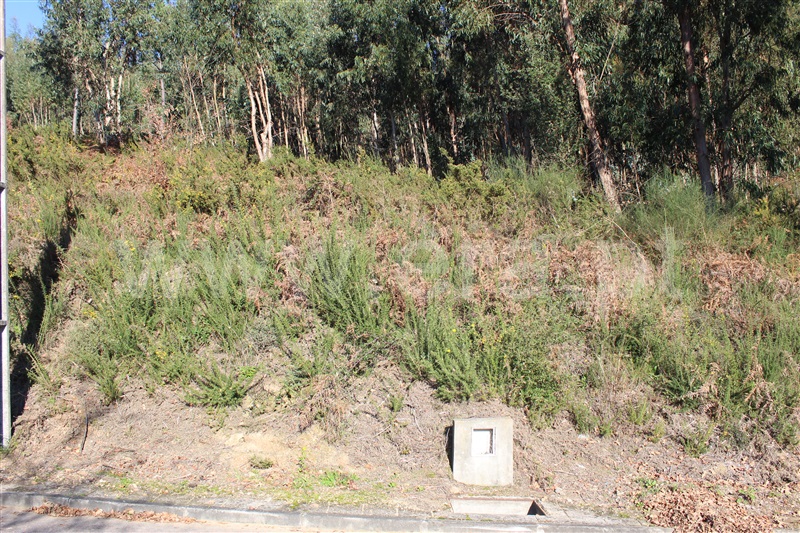 Lote / Felgueiras, Pombeiro de Ribavizela