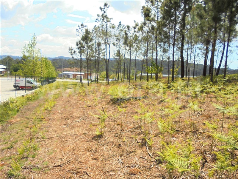 Lote Industrial  Barcelos, Fragoso - 908322 - 6