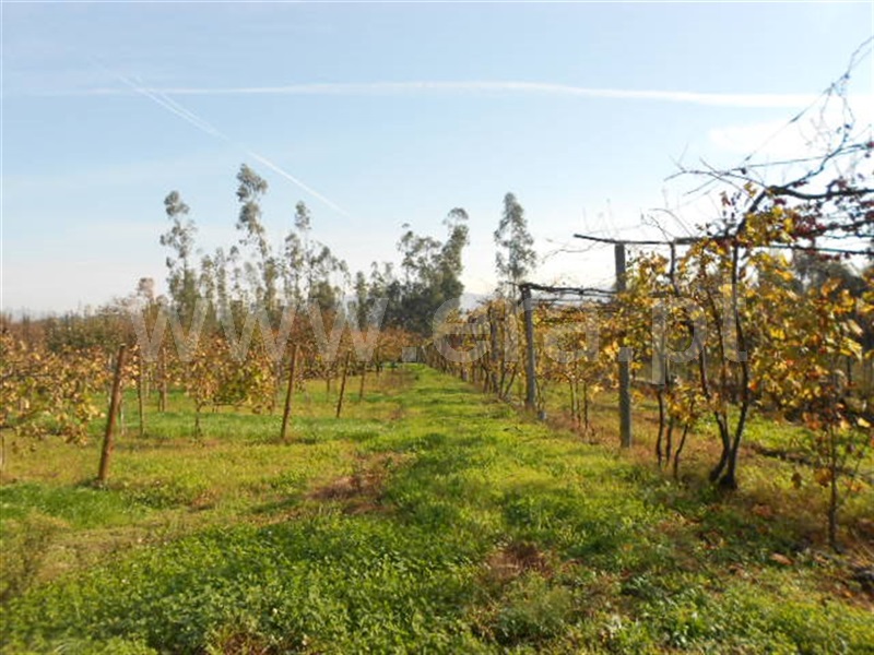 Lote Industrial / Guimarães, Briteiros São Salvador e Briteiros Santa Leocádia