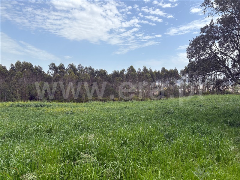 Lote Industrial  Mafra, Mafra - 1474892 - 2