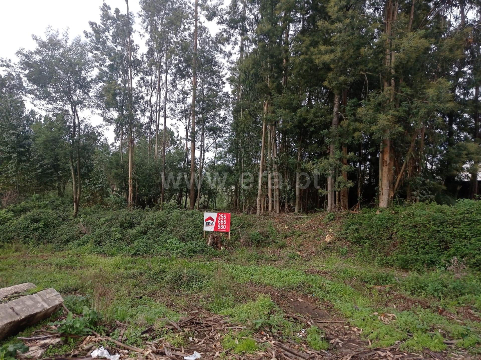 Land for sale in Oliveira de Azeméis, Portugal — €199,000