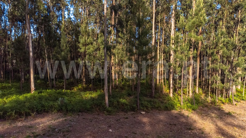 Lote Industrial  Viana do Castelo, Cardielos e Serreleis - 1402777 - 9