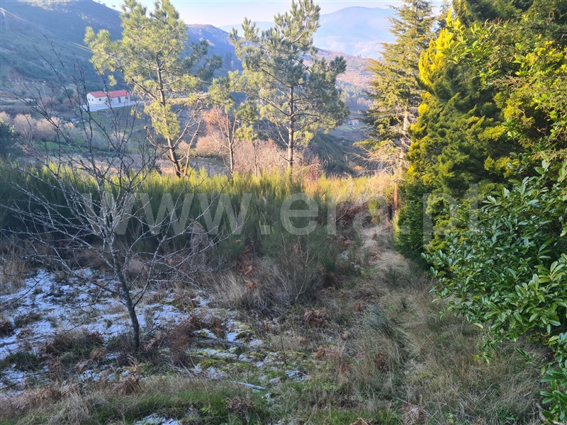 Lote / Lamego, Avões