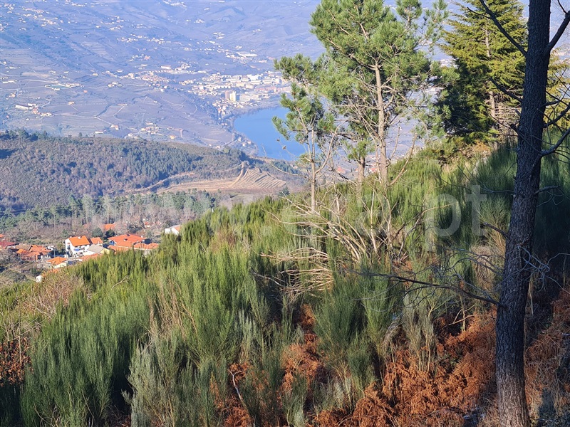 Lote  Lamego, Avões - 1224787 - 2